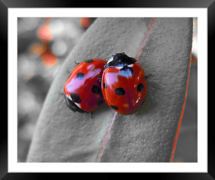 Ladybirds Framed Mounted Print by Heather Newton