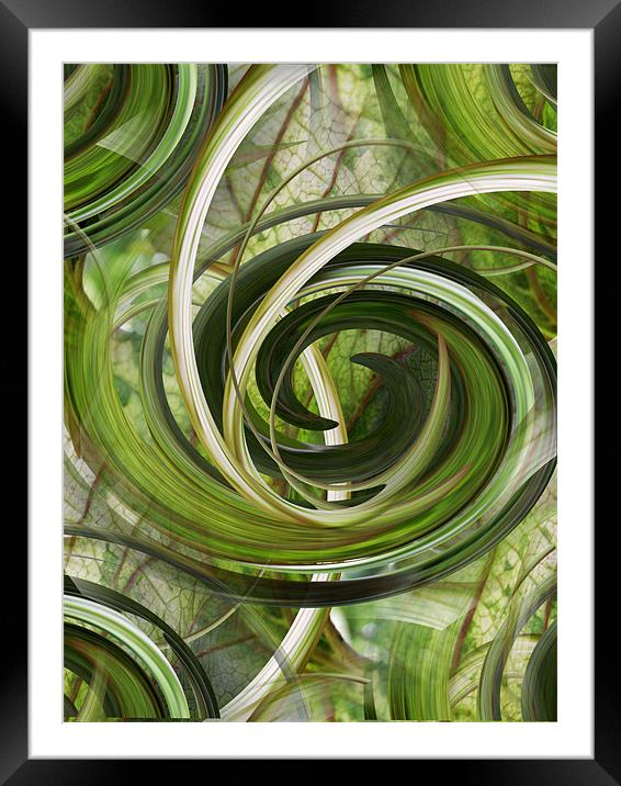 botanical swirls Framed Mounted Print by Heather Newton