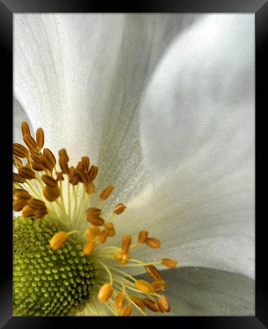 white petal Framed Print by Heather Newton