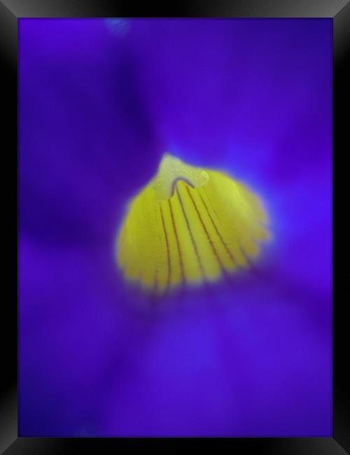 blue and yellow Framed Print by Heather Newton