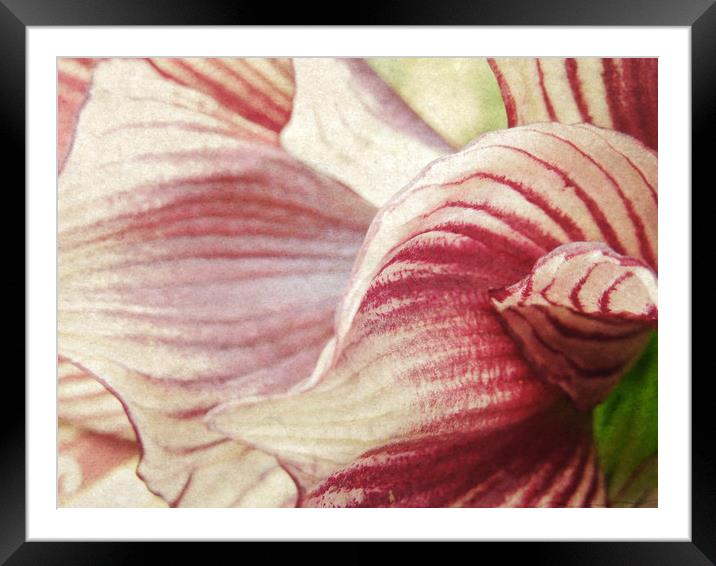 lily in stripes Framed Mounted Print by Heather Newton