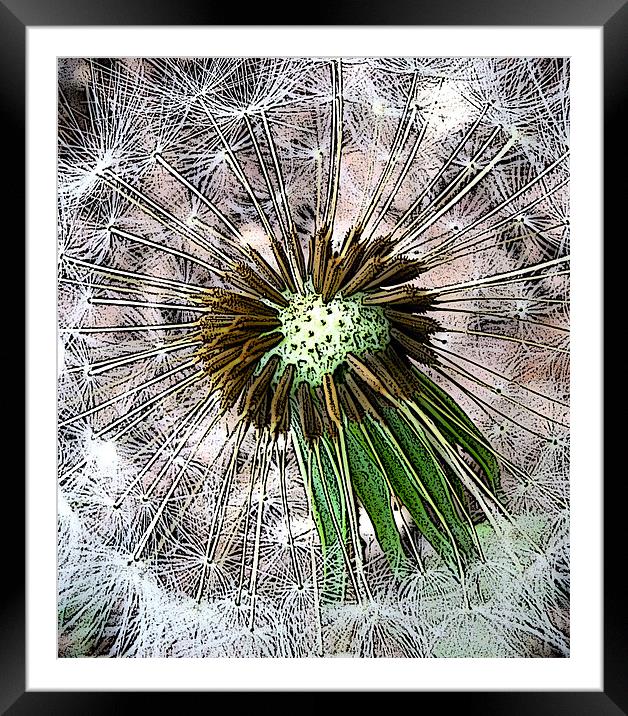 graphic dandelion clock Framed Mounted Print by Heather Newton