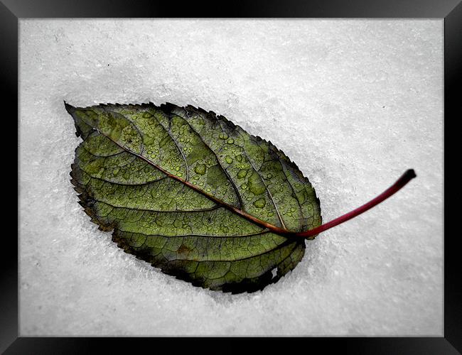 white snow, green leaf Framed Print by Heather Newton