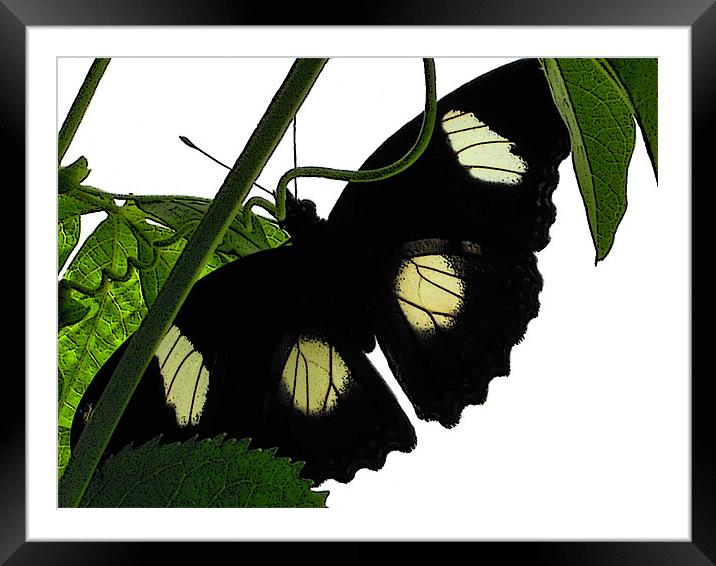 black butterfly Framed Mounted Print by Heather Newton