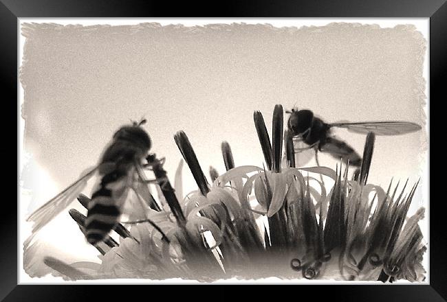 dancing hoverflies Framed Print by Heather Newton