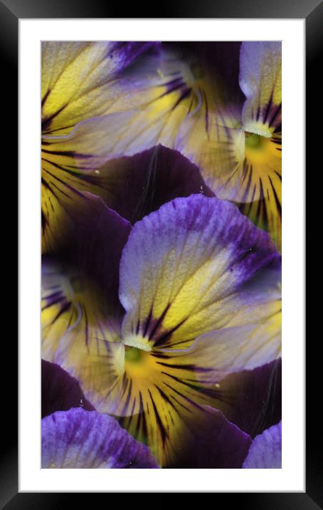 violas abstracted Framed Mounted Print by Heather Newton