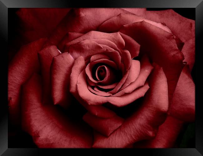 romantic raspberry rose Framed Print by Heather Newton