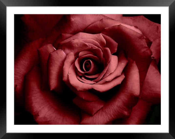 romantic raspberry rose Framed Mounted Print by Heather Newton