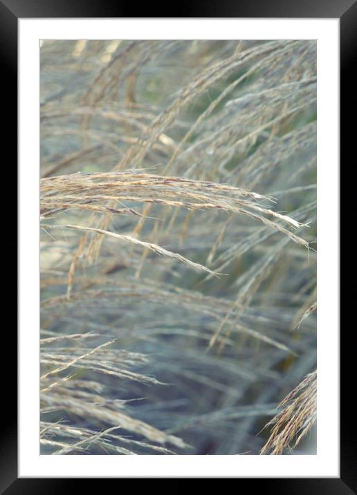 winter grass Framed Mounted Print by Heather Newton