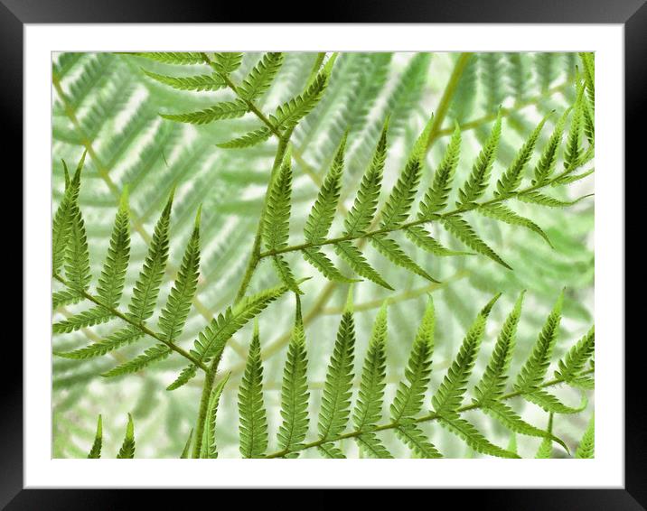 landscape of ferns Framed Mounted Print by Heather Newton