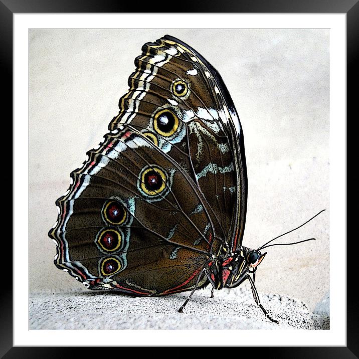 blue morpho Framed Mounted Print by Heather Newton
