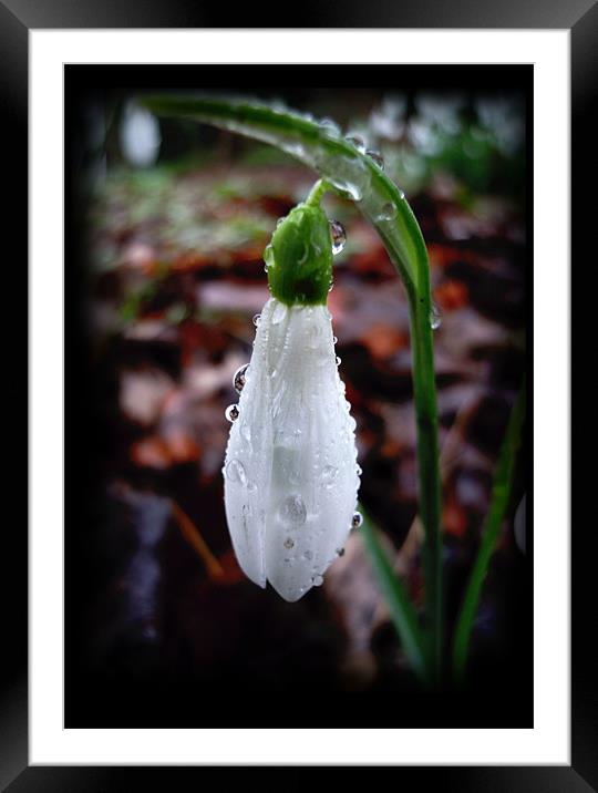 single snowdrop Framed Mounted Print by Heather Newton