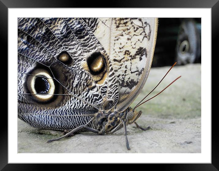 owl butterfly Framed Mounted Print by Heather Newton