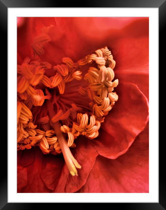 red camelia Framed Mounted Print by Heather Newton