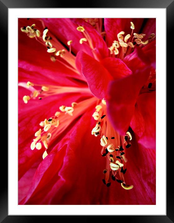 pink camelia Framed Mounted Print by Heather Newton