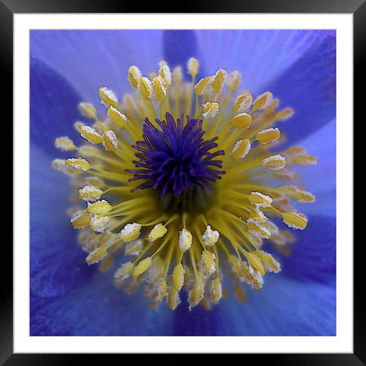 blue halo Framed Mounted Print by Heather Newton