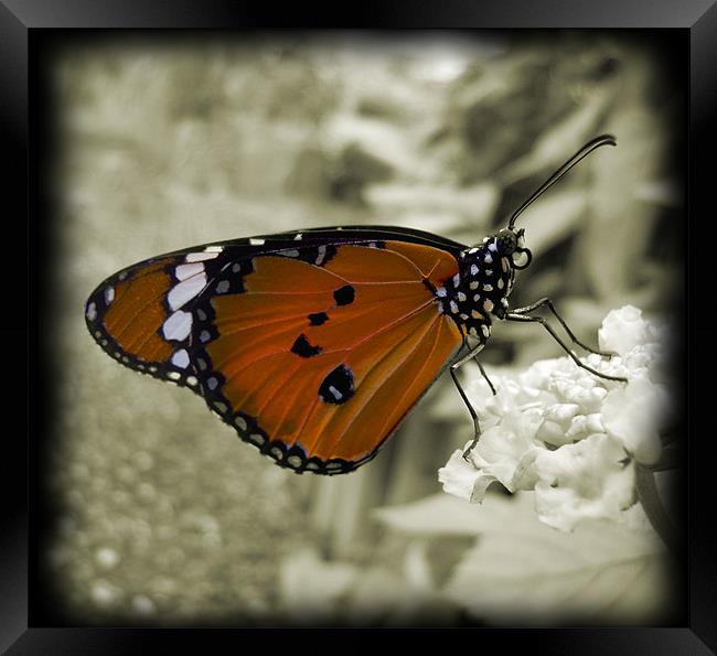 orange monarch butterfly Framed Print by Heather Newton