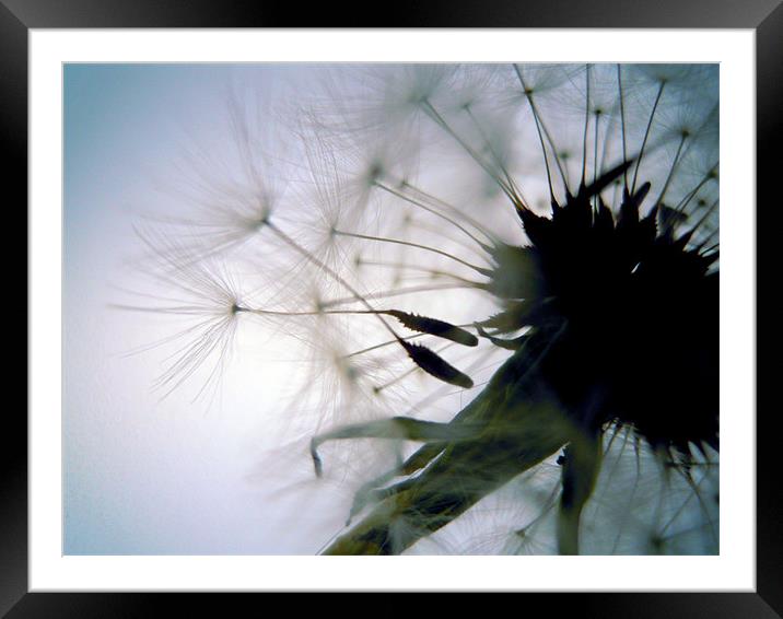 blown away Framed Mounted Print by Heather Newton