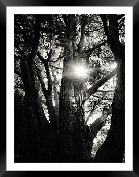 sunlight through the trees Framed Mounted Print by Heather Newton