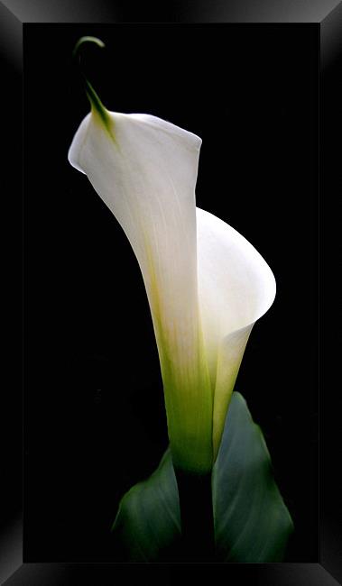 calla lily Framed Print by Heather Newton