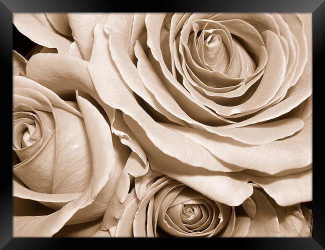sepia roses Framed Print by Heather Newton