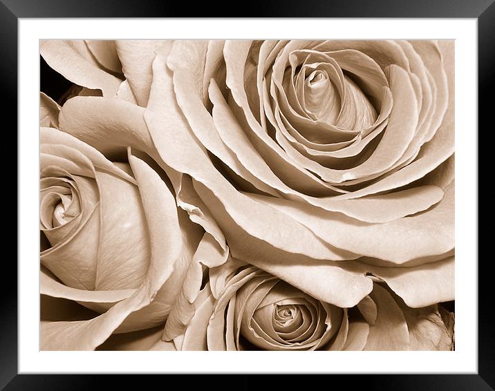 sepia roses Framed Mounted Print by Heather Newton