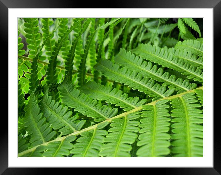 fern leaves Framed Mounted Print by Heather Newton