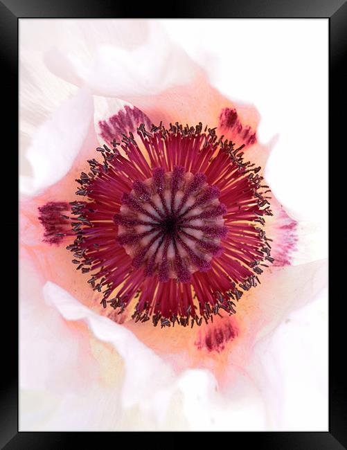 poppy art Framed Print by Heather Newton