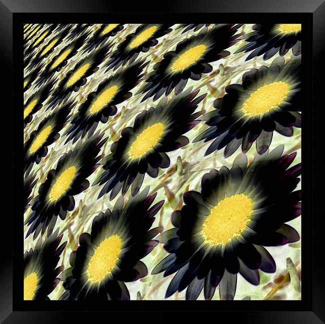 black daisy abstract Framed Print by Heather Newton