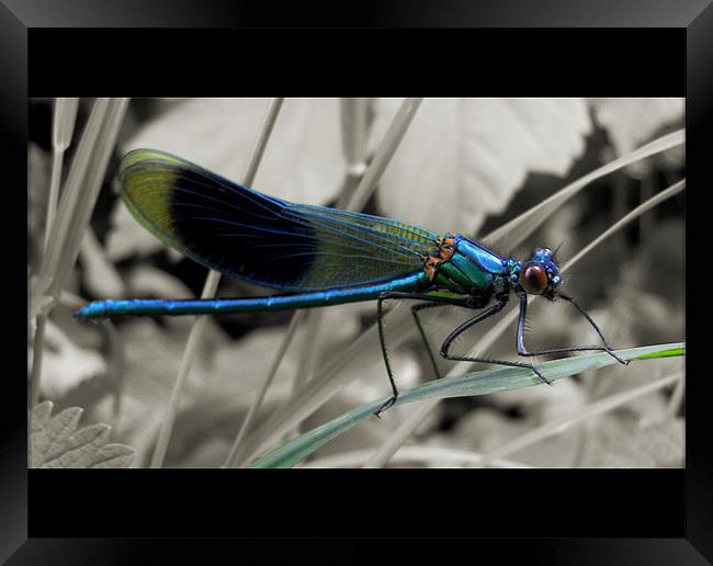 damselfly 2 Framed Print by Heather Newton