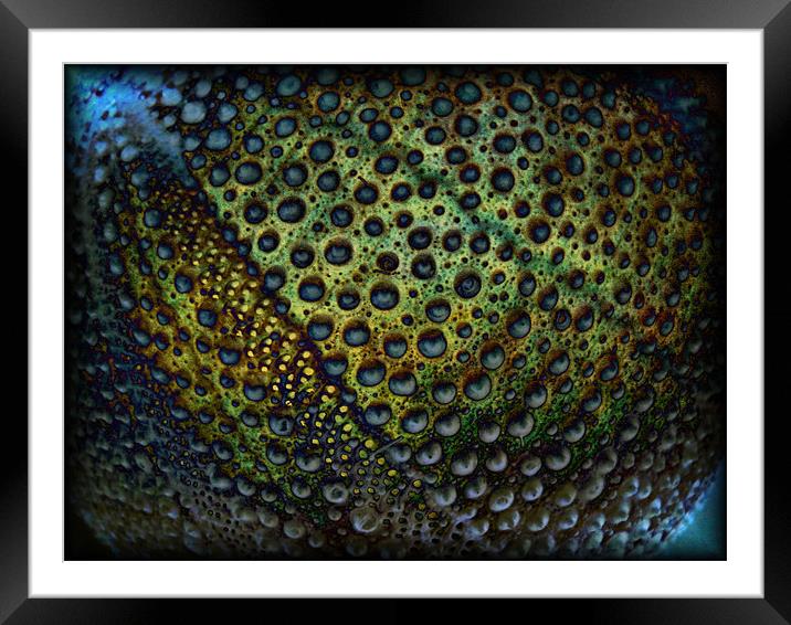 urchin dreams Framed Mounted Print by Heather Newton