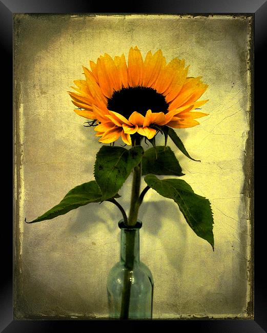 vintage sunflower Framed Print by Heather Newton