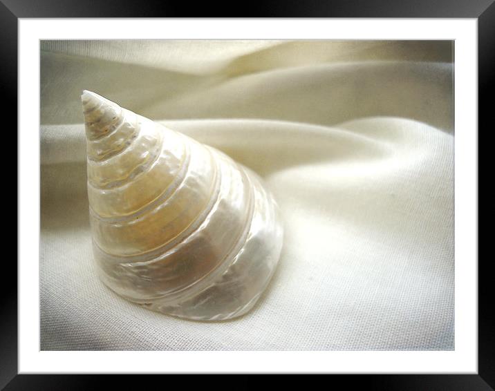 seashell study Framed Mounted Print by Heather Newton