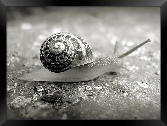 little snail Framed Print by Heather Newton