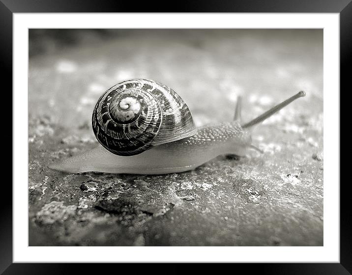 little snail Framed Mounted Print by Heather Newton