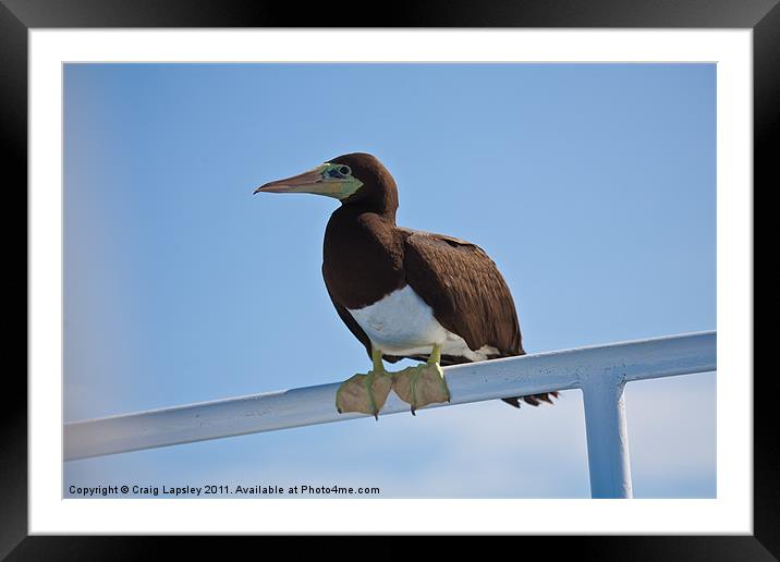 Brown Booby resting Framed Mounted Print by Craig Lapsley