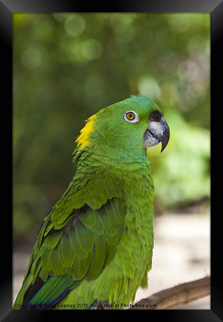 Yellow Naped parrot Framed Print by Craig Lapsley