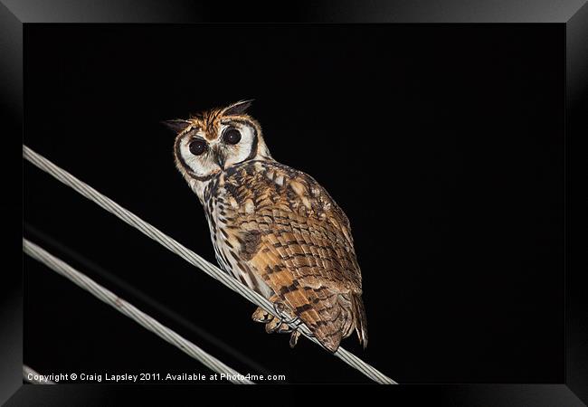 Striped owl at night Framed Print by Craig Lapsley