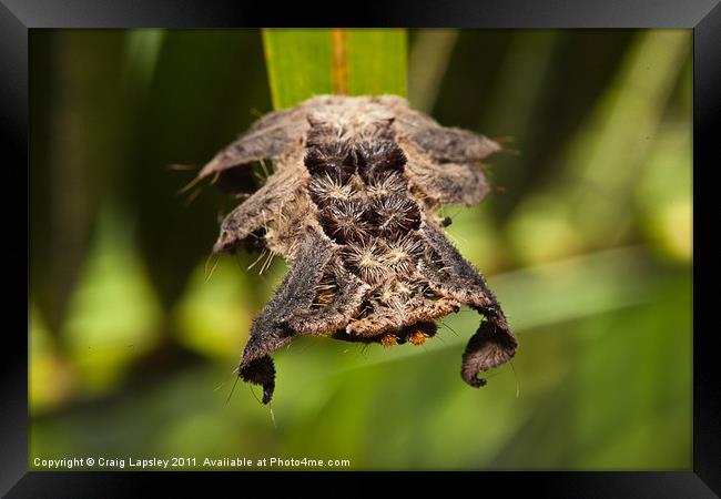 Hag Moth Caterpillar Framed Print by Craig Lapsley