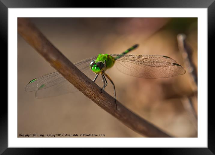 Green Dragon fly Framed Mounted Print by Craig Lapsley