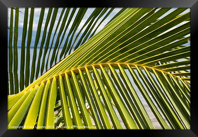Palm frond at the beach Framed Print by Craig Lapsley