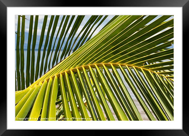 Palm frond at the beach Framed Mounted Print by Craig Lapsley
