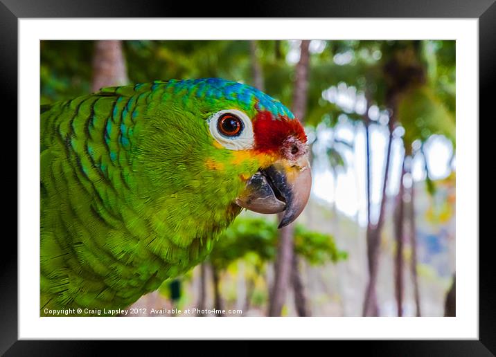 red-lored amazon parrot Framed Mounted Print by Craig Lapsley