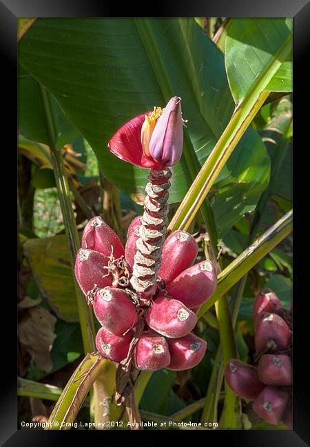 Pink Banana Plant Framed Print by Craig Lapsley