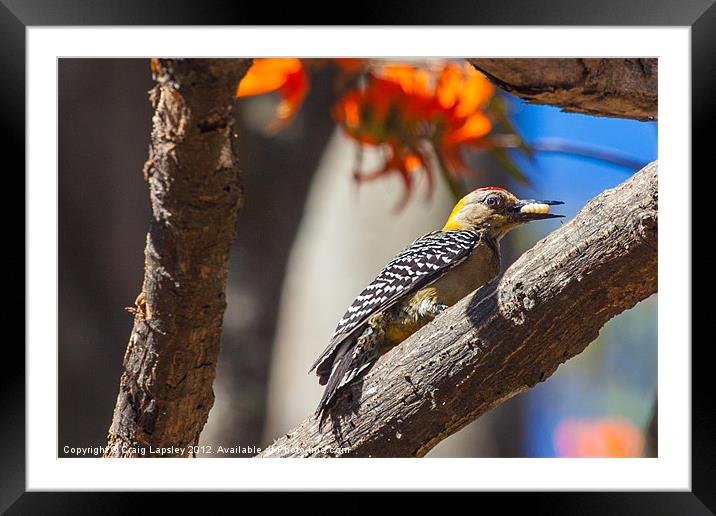 woodpecker eating a grub Framed Mounted Print by Craig Lapsley