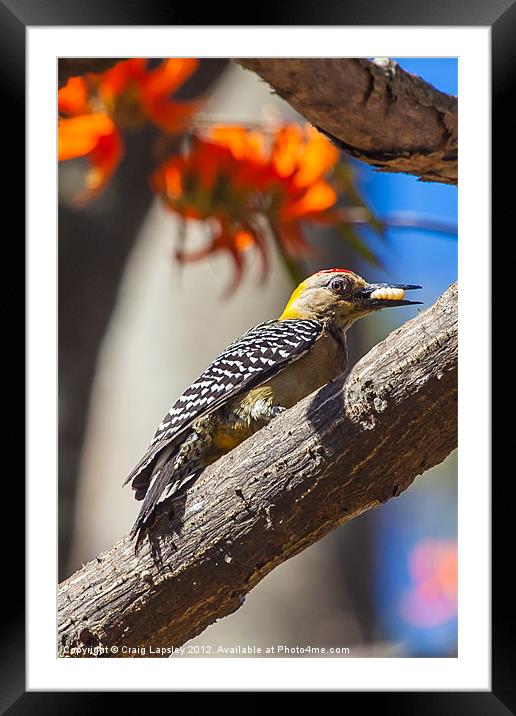 woodpecker eating a grub 2 Framed Mounted Print by Craig Lapsley
