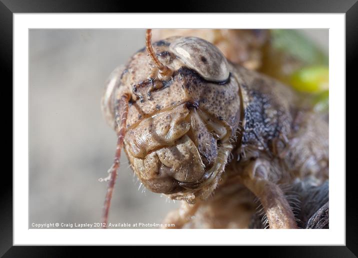 close-up of a crickets face Framed Mounted Print by Craig Lapsley
