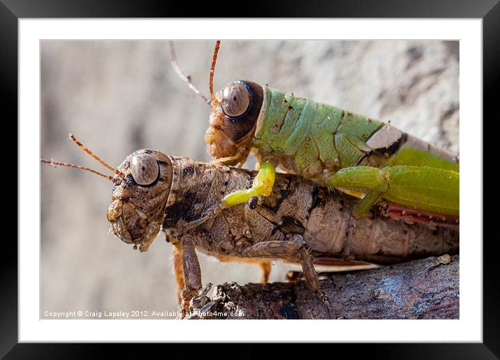 two crickets mating Framed Mounted Print by Craig Lapsley