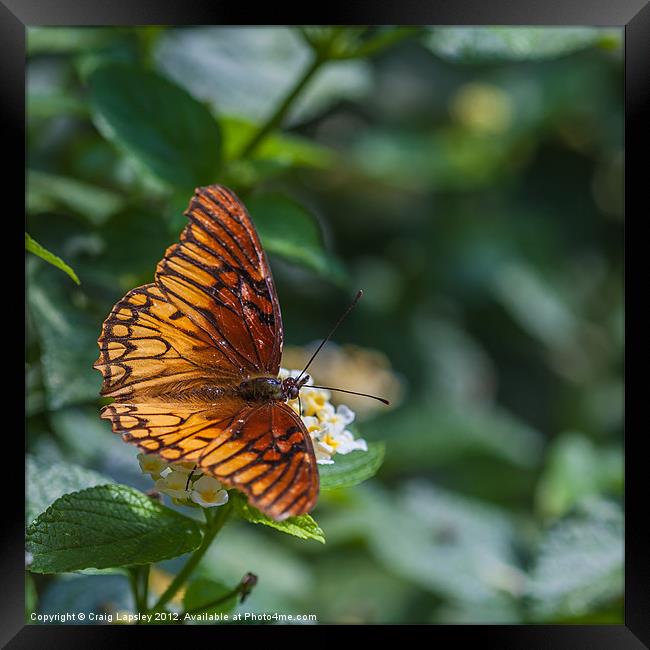 colourful orange butterfly Framed Print by Craig Lapsley