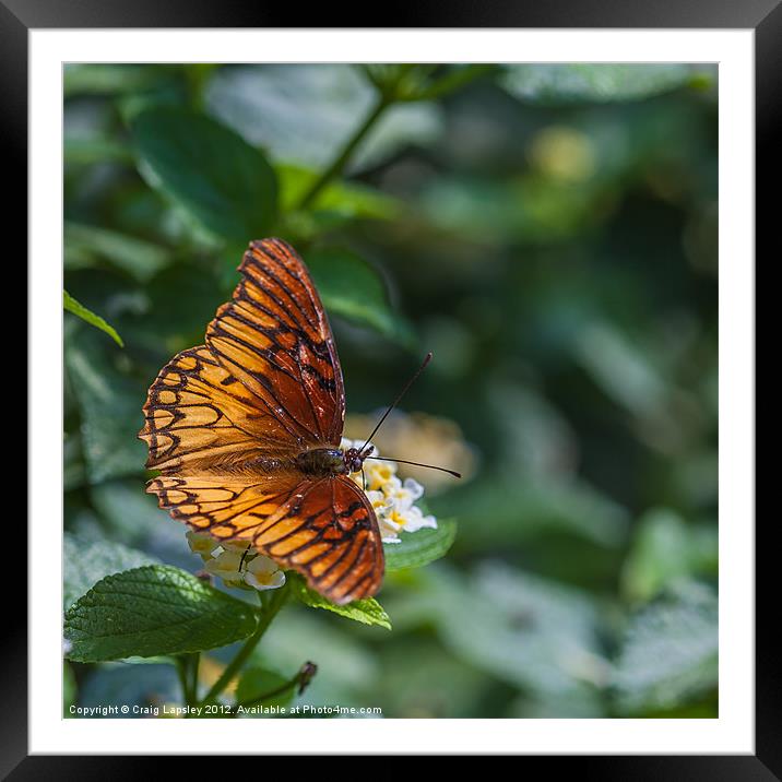 colourful orange butterfly Framed Mounted Print by Craig Lapsley